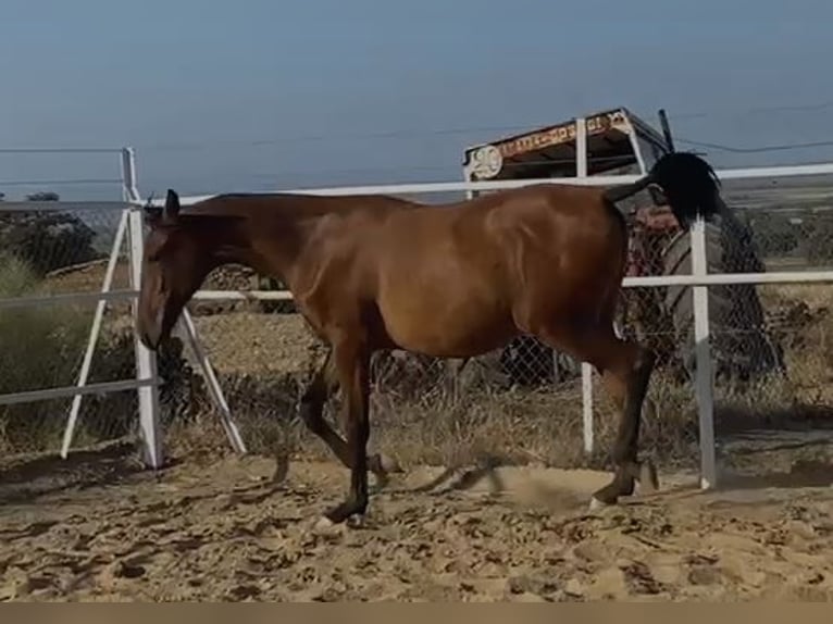 PRE Mix Castrone 2 Anni 153 cm Baio chiaro in Navalvillar De Pela