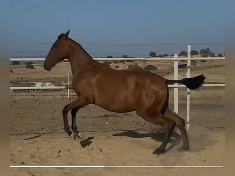 PRE Mix Castrone 2 Anni 153 cm Baio chiaro in Navalvillar De Pela