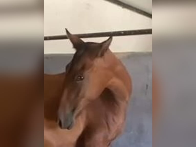 PRE Mix Castrone 2 Anni 153 cm Baio chiaro in Navalvillar De Pela