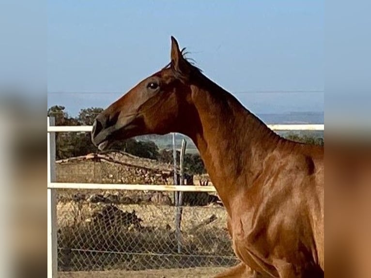 PRE Mix Castrone 2 Anni 153 cm Baio chiaro in Navalvillar De Pela