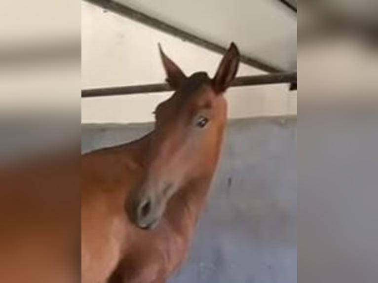 PRE Mix Castrone 2 Anni 153 cm Baio chiaro in Navalvillar De Pela