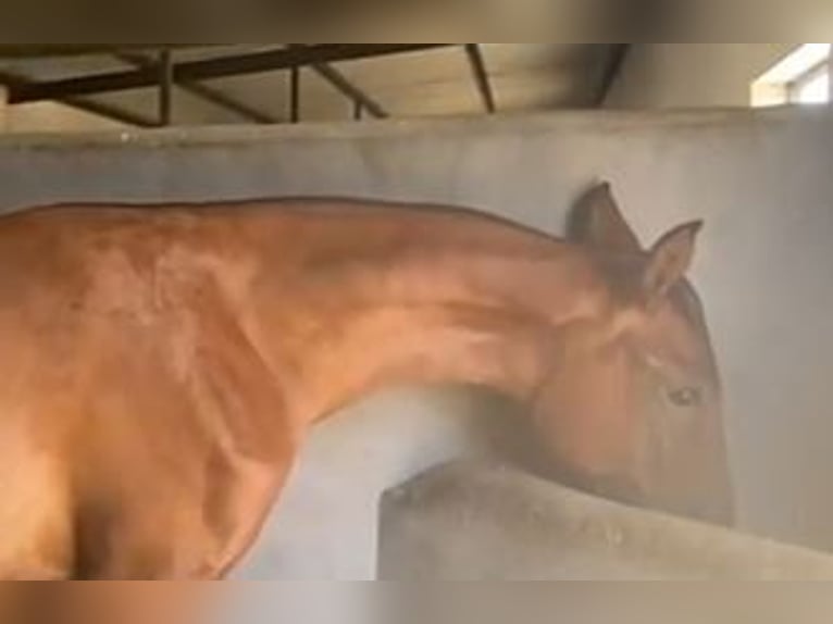 PRE Mix Castrone 2 Anni 153 cm Baio chiaro in Navalvillar De Pela
