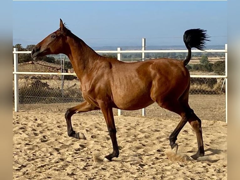 PRE Mix Castrone 2 Anni 153 cm Baio chiaro in Navalvillar De Pela