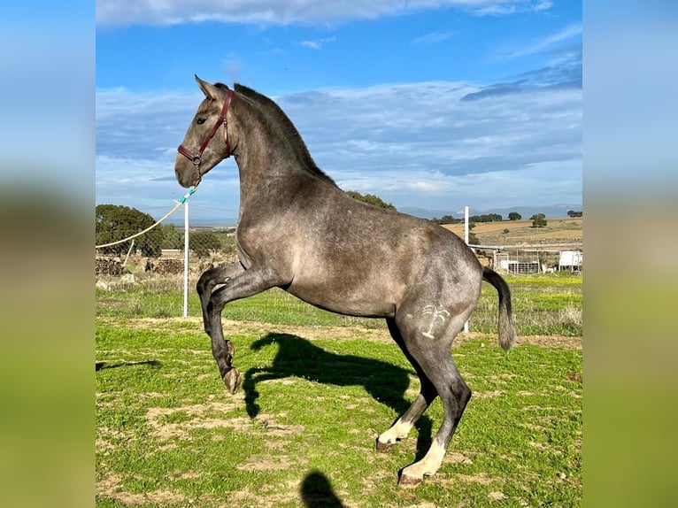 PRE Mix Castrone 2 Anni 153 cm Grigio in Navalvillar De Pela