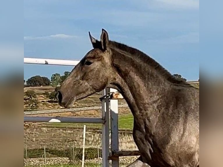 PRE Mix Castrone 2 Anni 153 cm Grigio in Navalvillar De Pela