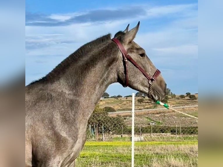 PRE Mix Castrone 2 Anni 153 cm Grigio in Navalvillar De Pela