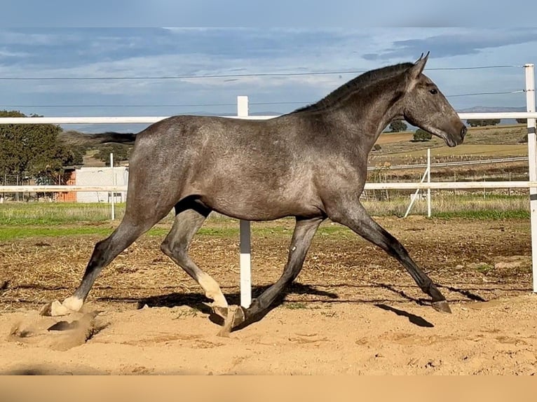 PRE Mix Castrone 2 Anni 153 cm Grigio in Navalvillar De Pela