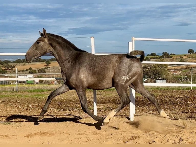 PRE Mix Castrone 2 Anni 153 cm Grigio in Navalvillar De Pela