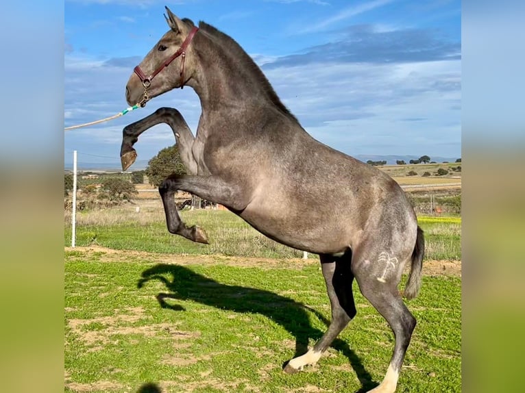 PRE Mix Castrone 2 Anni 153 cm Grigio in Navalvillar De Pela