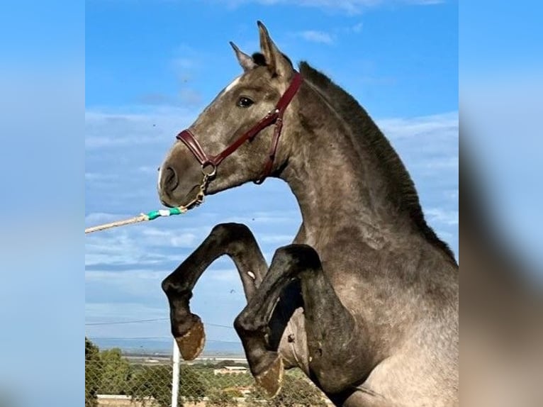 PRE Mix Castrone 2 Anni 153 cm Grigio in Navalvillar De Pela