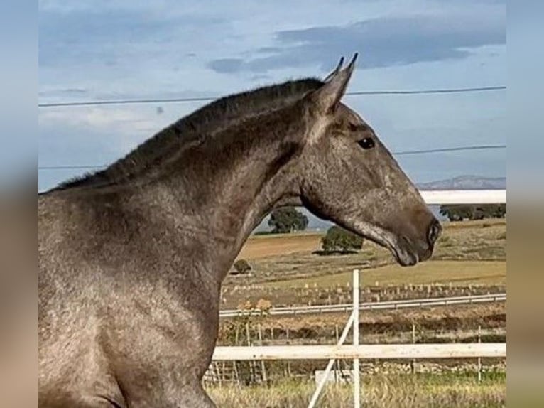 PRE Mix Castrone 2 Anni 153 cm Grigio in Navalvillar De Pela