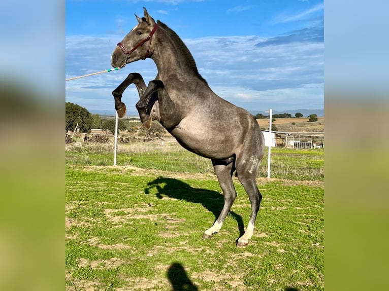 PRE Mix Castrone 2 Anni 153 cm Grigio in Navalvillar De Pela