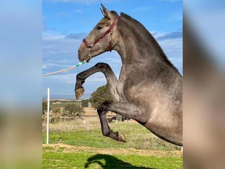 PRE Mix Castrone 2 Anni 153 cm Grigio in Navalvillar De Pela