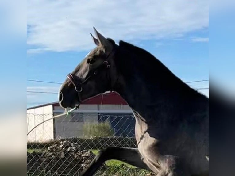 PRE Mix Castrone 2 Anni 153 cm Grigio in Navalvillar De Pela