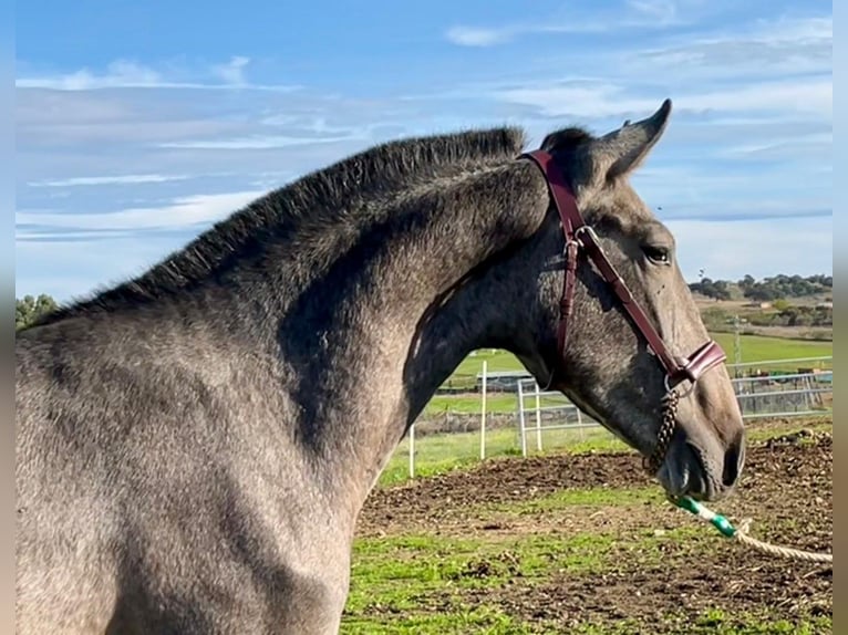 PRE Mix Castrone 2 Anni 153 cm Grigio in Navalvillar De Pela