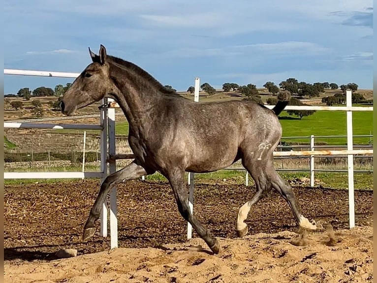 PRE Mix Castrone 2 Anni 153 cm Grigio in Navalvillar De Pela
