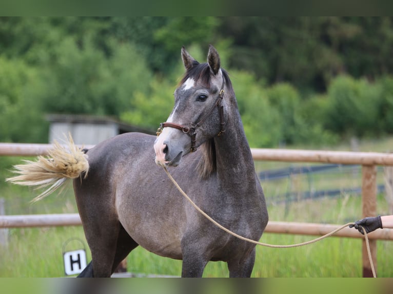 PRE Castrone 2 Anni 155 cm Grigio in Postfeld