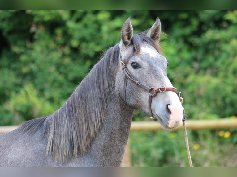 PRE Castrone 2 Anni 155 cm Grigio in Postfeld