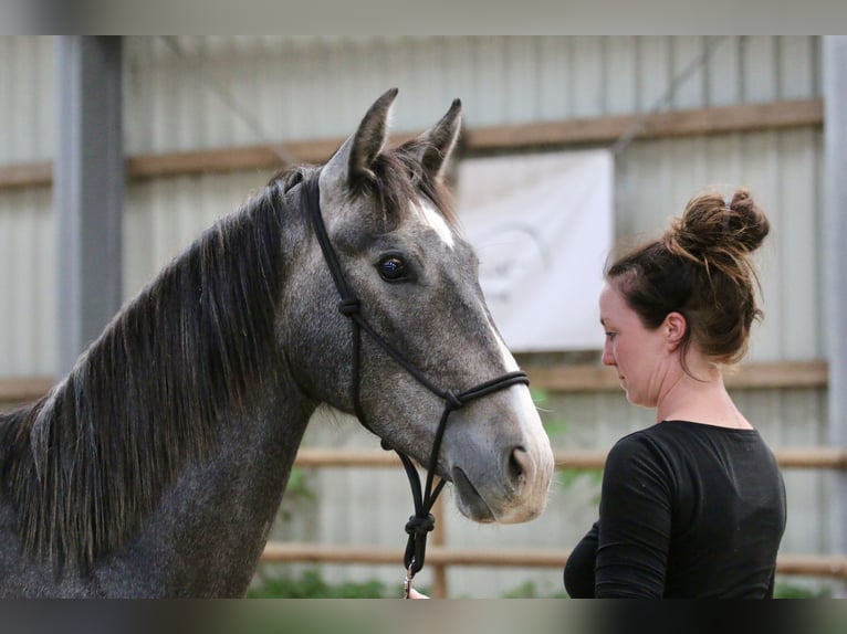 PRE Castrone 2 Anni 155 cm Grigio in Postfeld