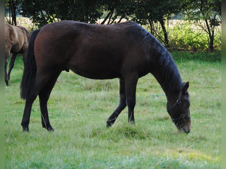 PRE Mix Castrone 2 Anni 157 cm Baio in BOSSEL-BURWEG