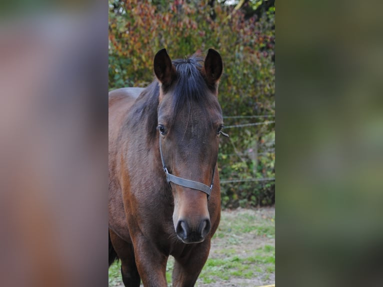 PRE Mix Castrone 2 Anni 157 cm Baio in BOSSEL-BURWEG