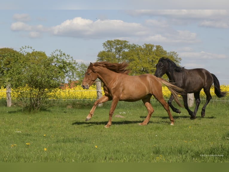 PRE Mix Castrone 2 Anni 157 cm Sauro in Steyerberg