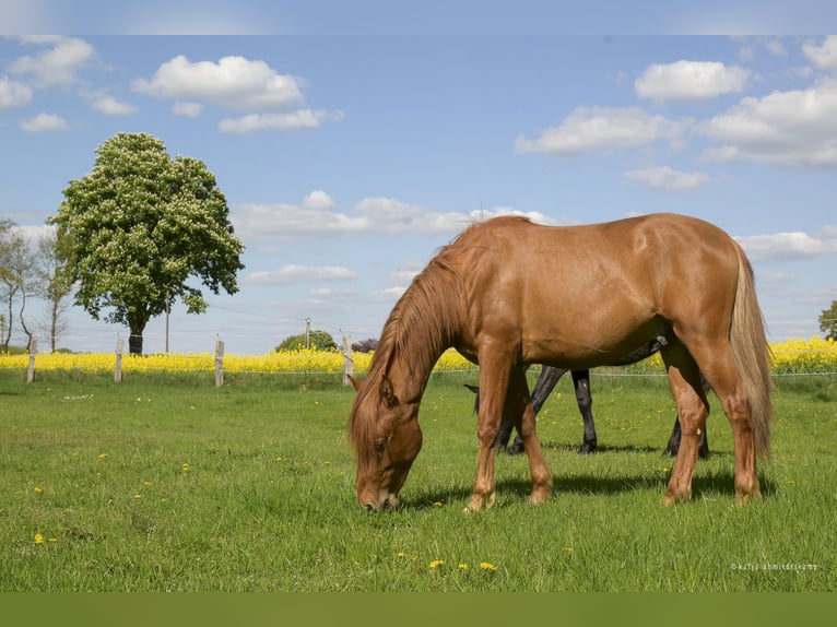 PRE Mix Castrone 2 Anni 157 cm Sauro in Steyerberg