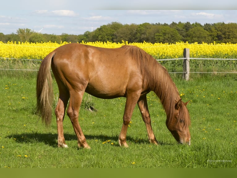 PRE Mix Castrone 2 Anni 157 cm Sauro in Steyerberg