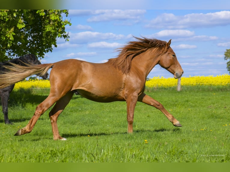 PRE Mix Castrone 2 Anni 157 cm Sauro in Steyerberg
