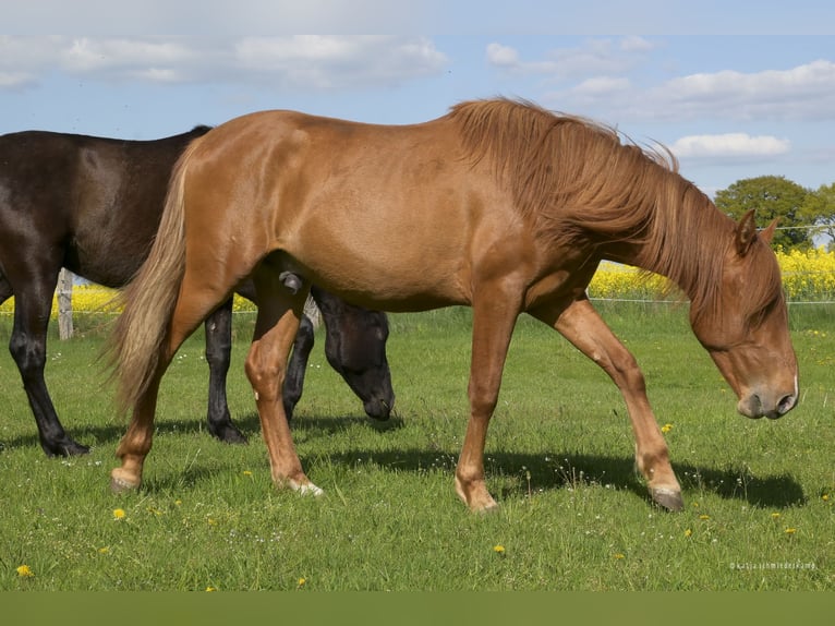 PRE Mix Castrone 2 Anni 157 cm Sauro in Steyerberg