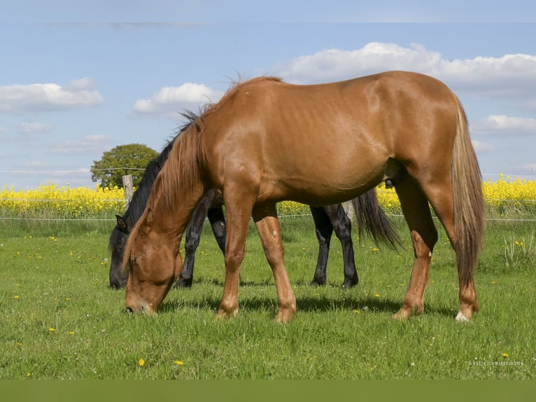 PRE Mix Castrone 2 Anni 157 cm Sauro in Steyerberg