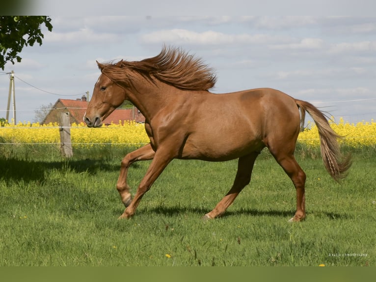 PRE Mix Castrone 2 Anni 157 cm Sauro in Steyerberg