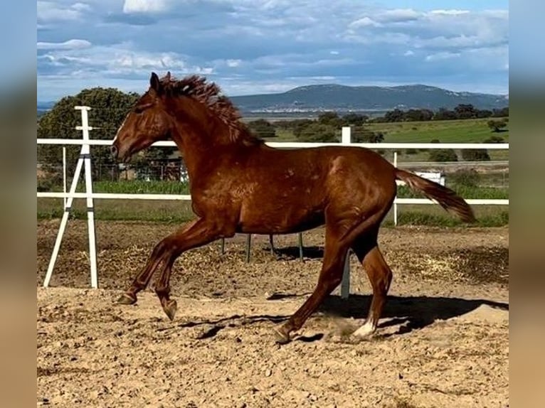 PRE Mix Castrone 2 Anni 159 cm Sauro in Navalvillar De Pela