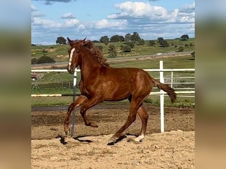 PRE Mix Castrone 2 Anni 159 cm Sauro in Navalvillar De Pela
