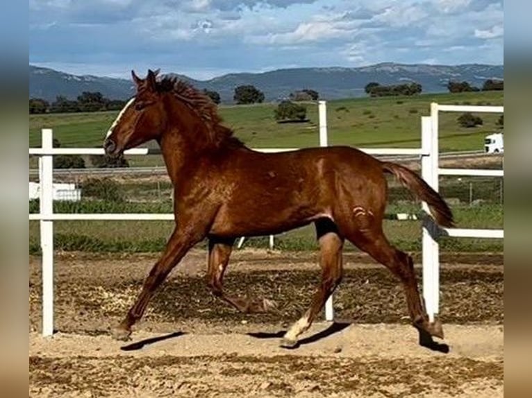 PRE Mix Castrone 2 Anni 159 cm Sauro in Navalvillar De Pela