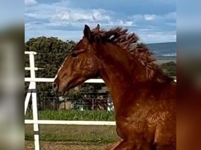 PRE Mix Castrone 2 Anni 159 cm Sauro in Navalvillar De Pela