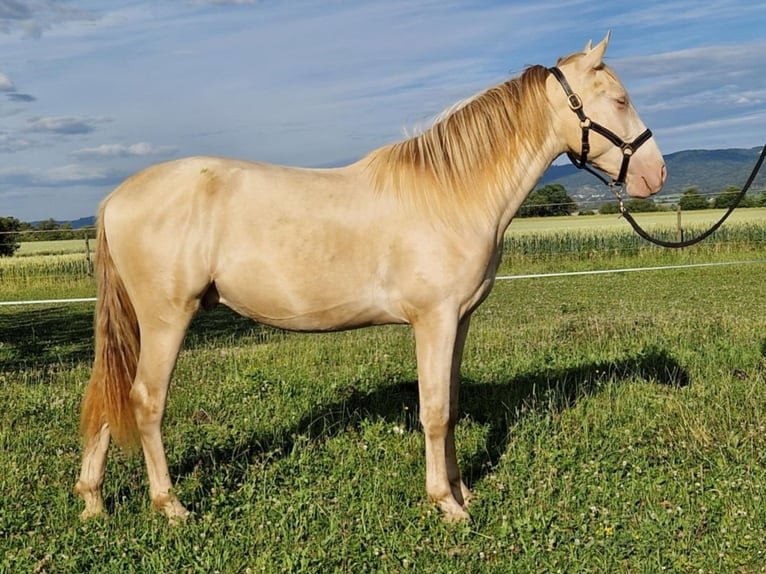 PRE Castrone 2 Anni 161 cm Perlino in Balingen