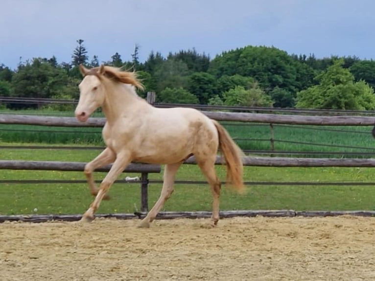 PRE Castrone 2 Anni 161 cm Perlino in Balingen