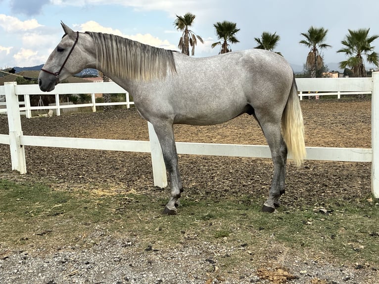 PRE Mix Castrone 2 Anni 163 cm Grigio in Sentmenat