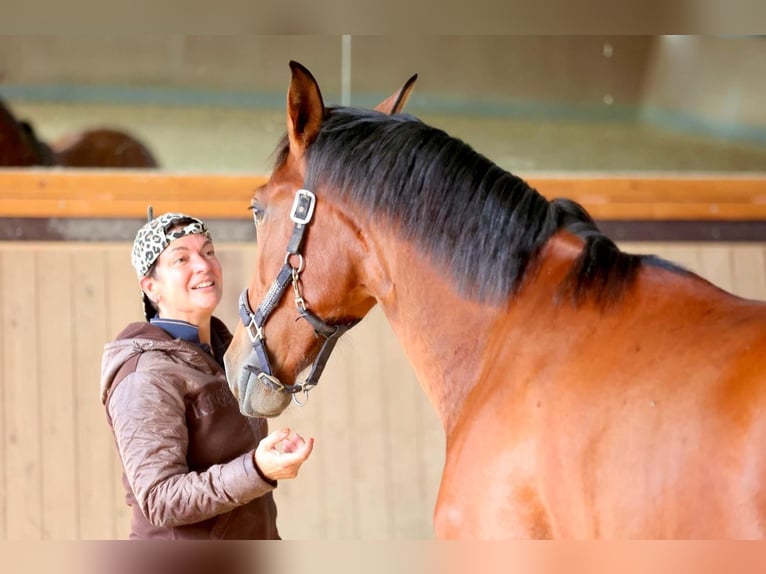 PRE Mix Castrone 2 Anni 165 cm Baio in Warendorf