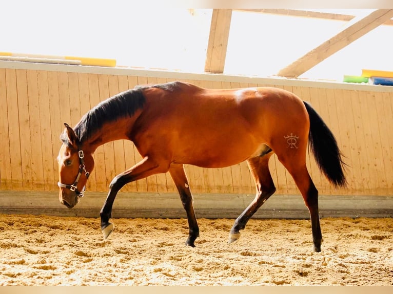 PRE Mix Castrone 2 Anni 165 cm Baio in Warendorf