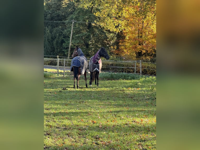 PRE Mix Castrone 2 Anni 165 cm Baio in Warendorf