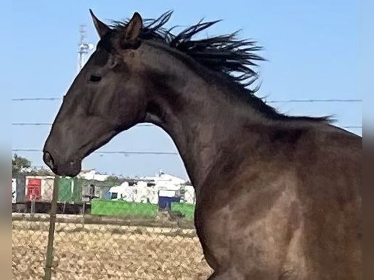 PRE Castrone 2 Anni 165 cm Morello in Fuentes De Andalucia