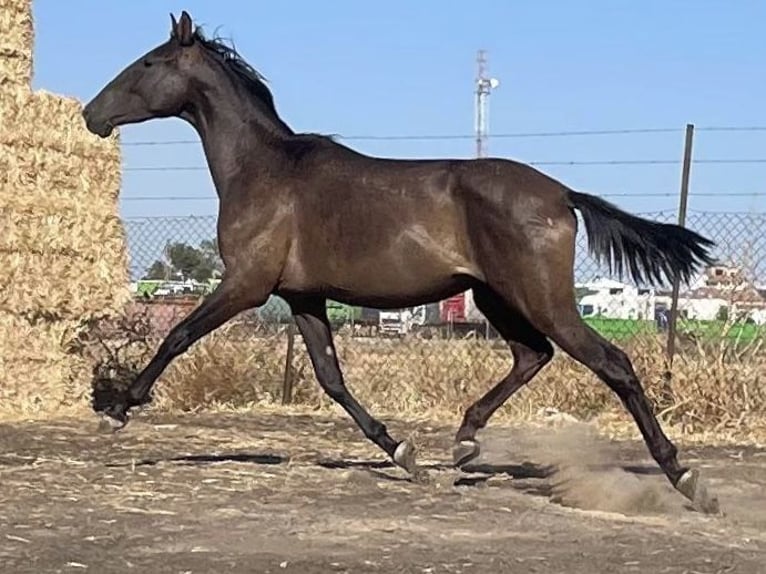 PRE Castrone 2 Anni 165 cm Morello in Fuentes De Andalucia