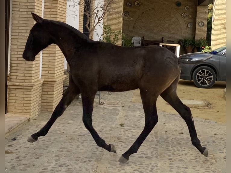 PRE Castrone 2 Anni 165 cm Morello in Fuentes De Andalucia