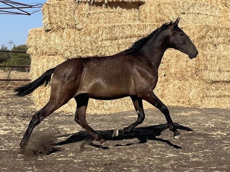 PRE Castrone 2 Anni 165 cm Morello in Fuentes De Andalucia