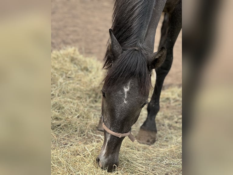 PRE Mix Castrone 2 Anni 168 cm Grigio in WarendorfWarendorf