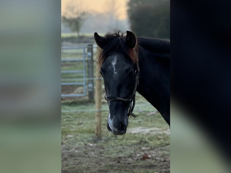 PRE Mix Castrone 2 Anni 168 cm Grigio in WarendorfWarendorf