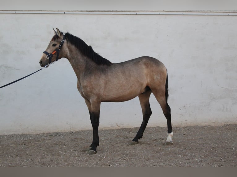 PRE Mix Castrone 2 Anni Falbo in San Mateo De Gallego