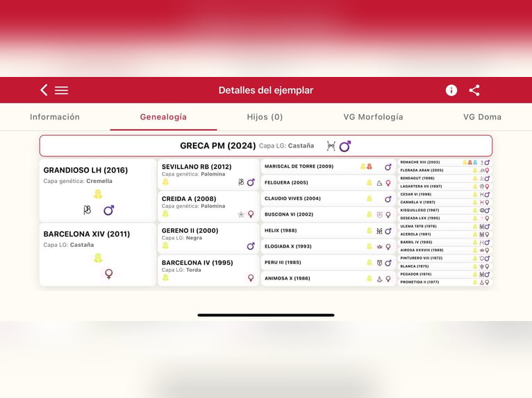 PRE Mix Castrone 2 Anni Falbo in San Mateo De Gallego